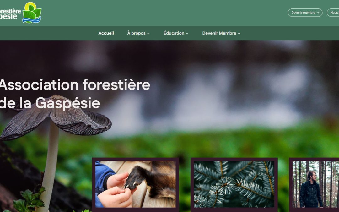 Design et développement de sites web