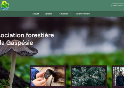 Design et développement de sites web